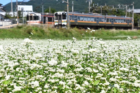 2021年9月19日撮影　飯田線は伊那新町駅にて　213系と313系の並び　蕎麦の花