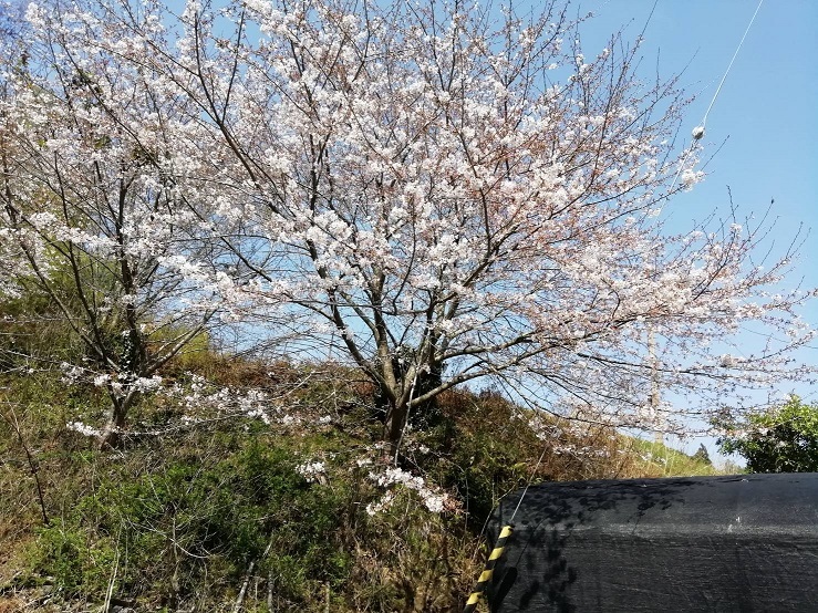 桜大木山の桜です