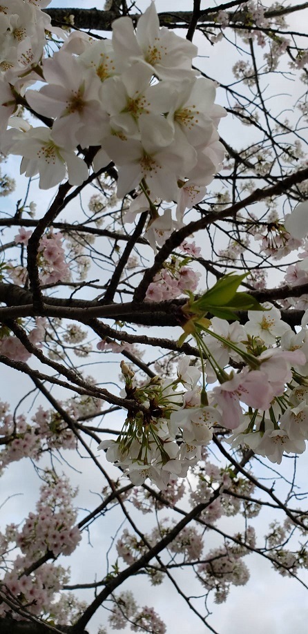 お堀の桜①