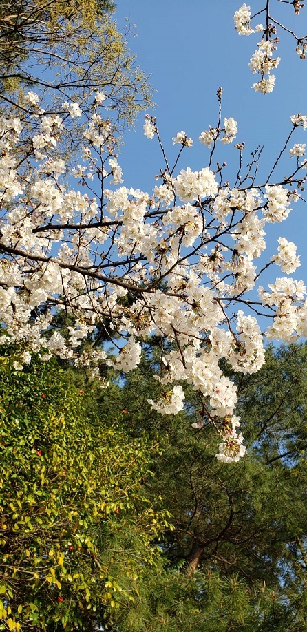 お堀の桜④
