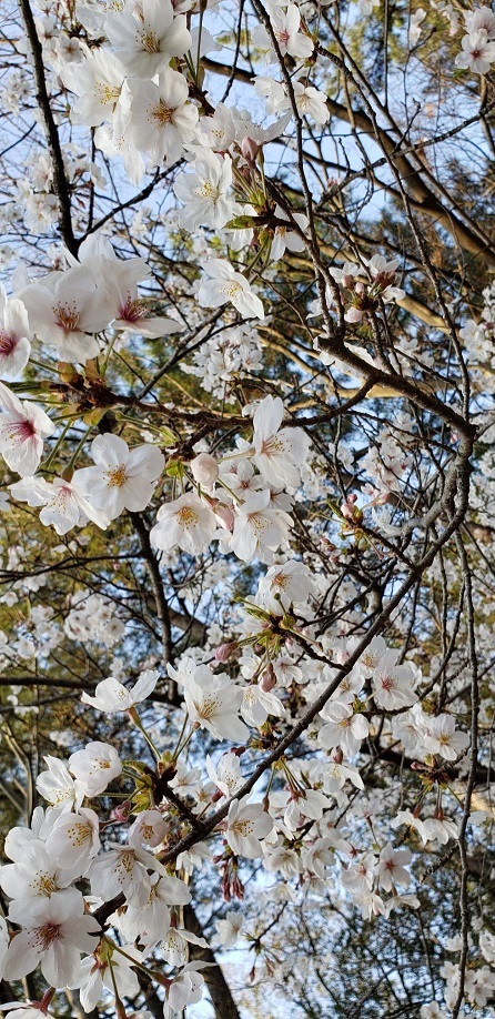 お堀の桜⑧