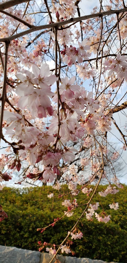 お堀の桜⑪