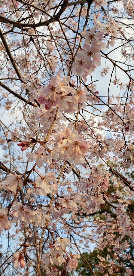 お堀の桜⑫