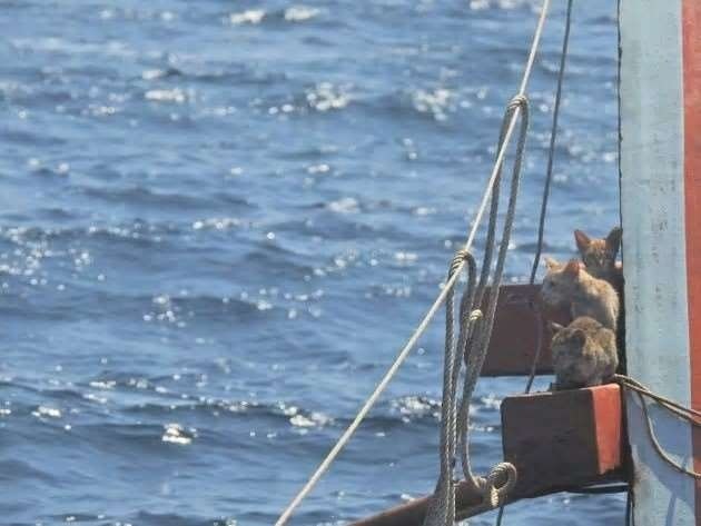 ネコ4匹を沈没船から救う。かっこよすぎるタイ海軍の救出劇2