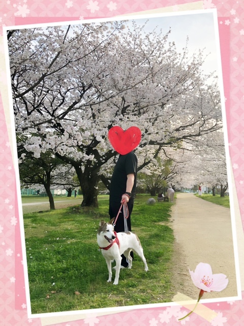 満開の桜の下をはんぞう父とお散歩🌸