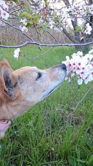 美和桜の花の香りをクンクン