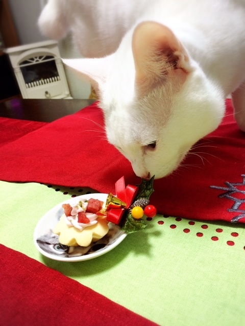 【猫ちゃん用のケーキ食べようか？どうしようか？】