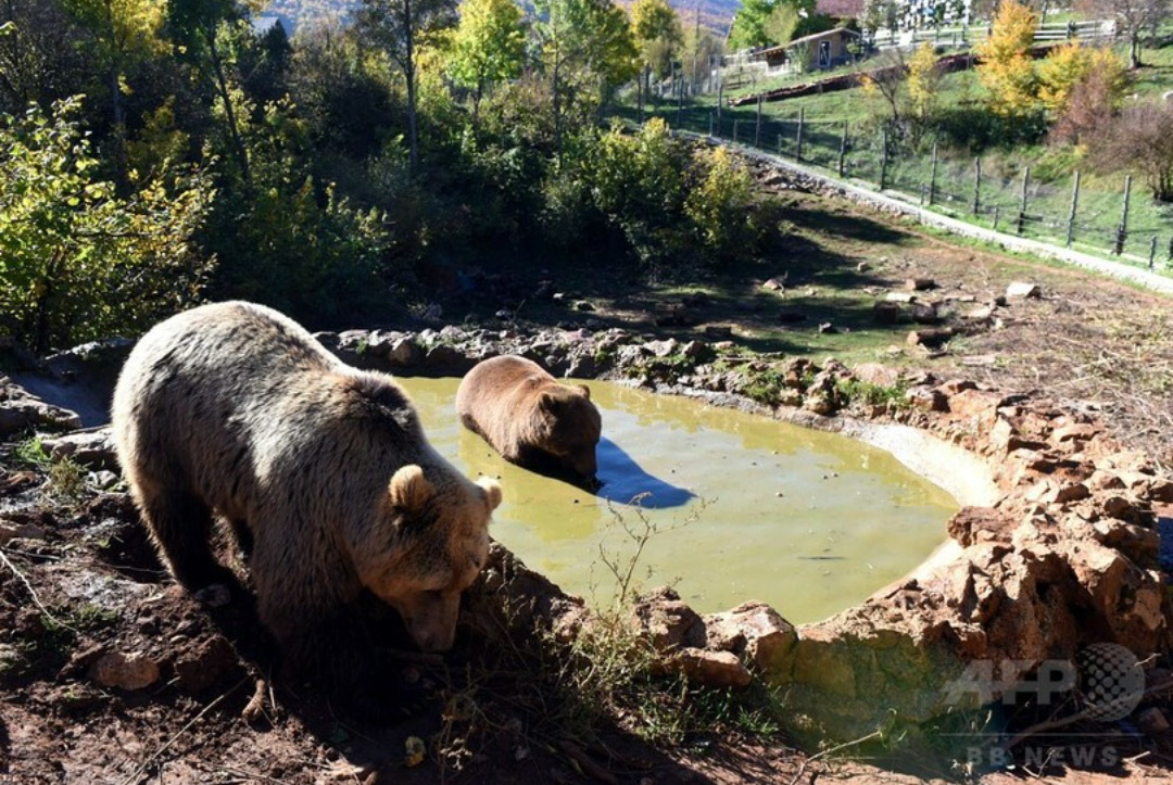 温泉に入っている保養所の熊たち