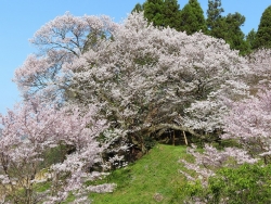 仏隆寺の山桜