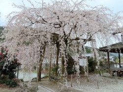 宝藏寺（東吉野）枝垂桜