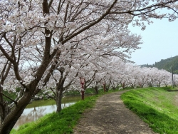 宇陀川沿いの桜並木（平尾付近）１