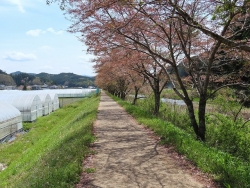 芳野川沿い桜並木20210409