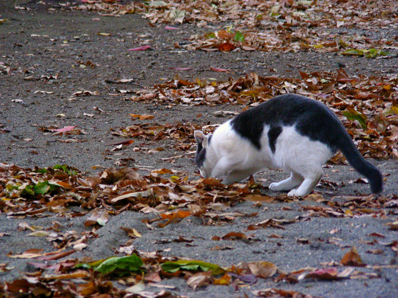 落ち葉の境内と猫2