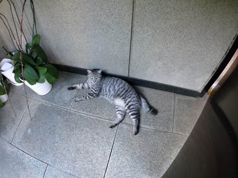 お堂の隣で横になってるサバトラ猫1