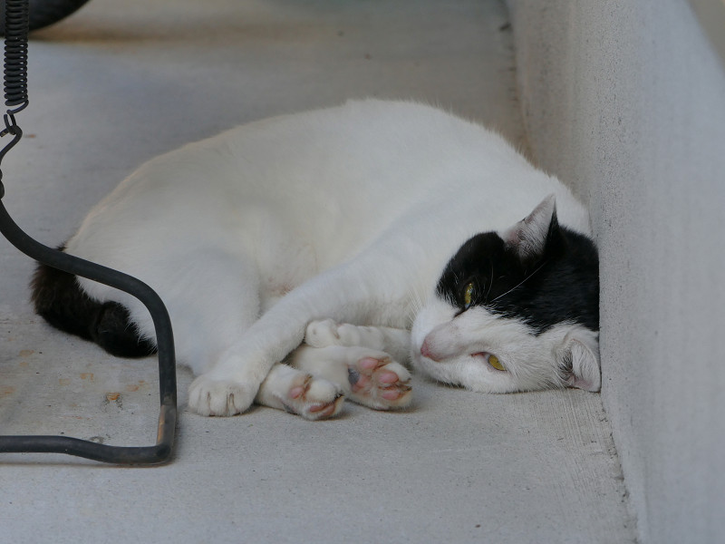 段々と目が閉じていく白黒斑柄猫1