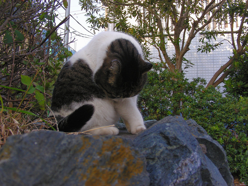 岩の上で毛づくろいしてるキジ白猫1