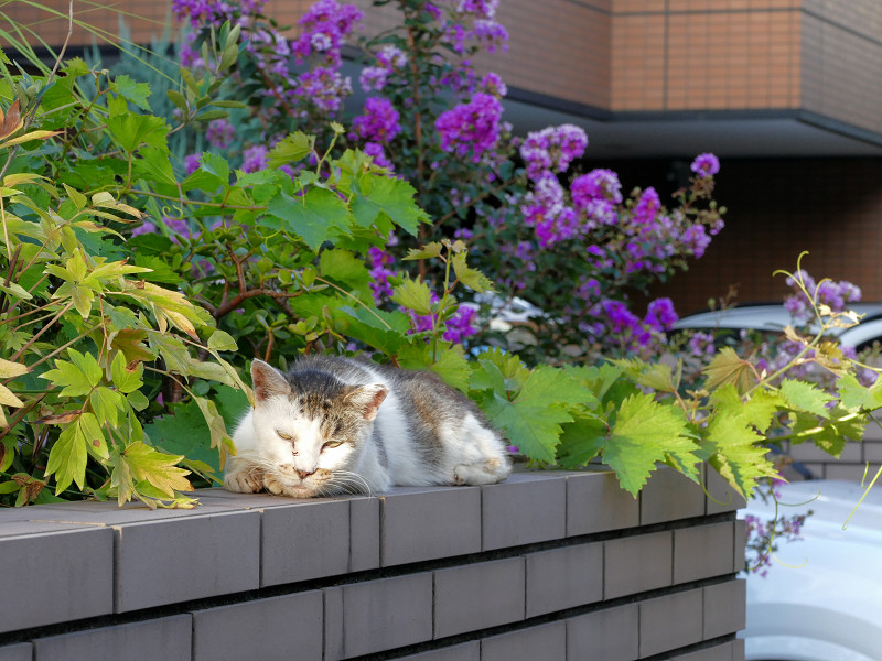 ブロック塀で寝ている白キジ猫2