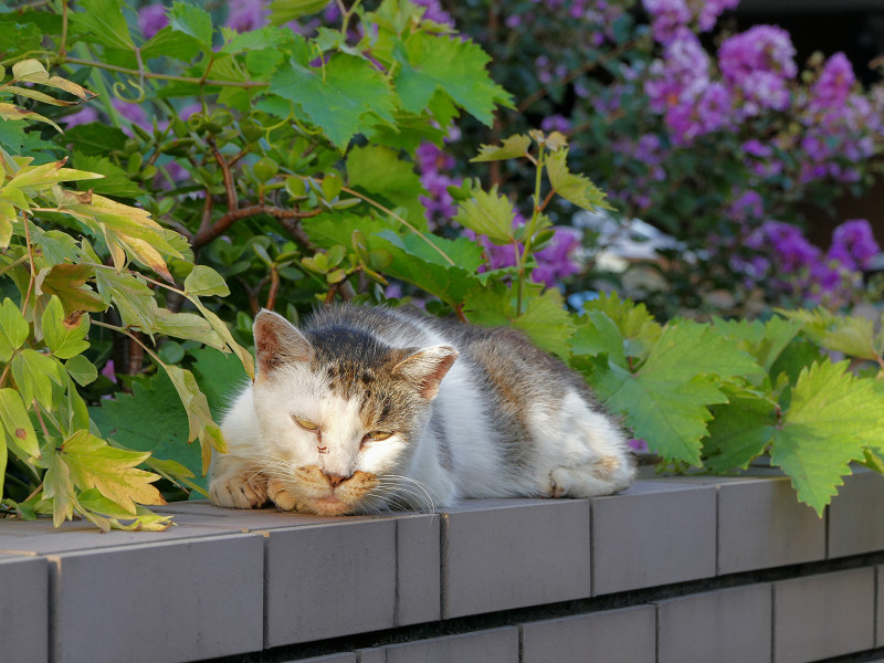 ブロック塀で寝ている白キジ猫3