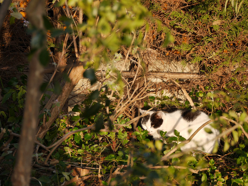 陽が当たる草むらで寝ている白黒猫1