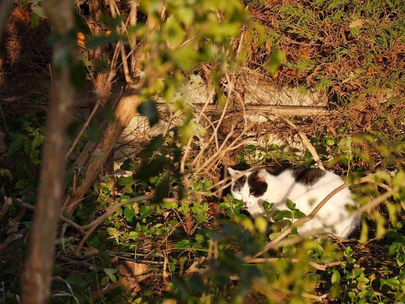 陽が当たる草むらで寝ている白黒猫2