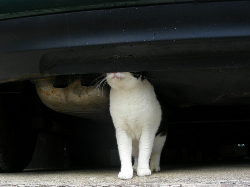 車の下の黒白猫1