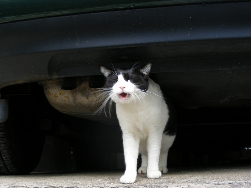 車の下の黒白猫2