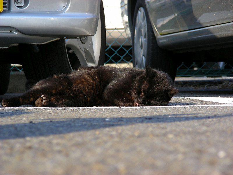 車と車の間の黒猫1