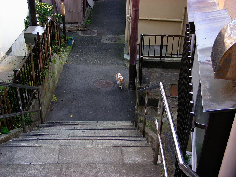 階段下の白茶猫2