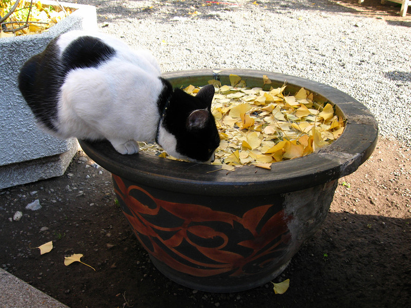 水鉢から水を飲む白黒猫2