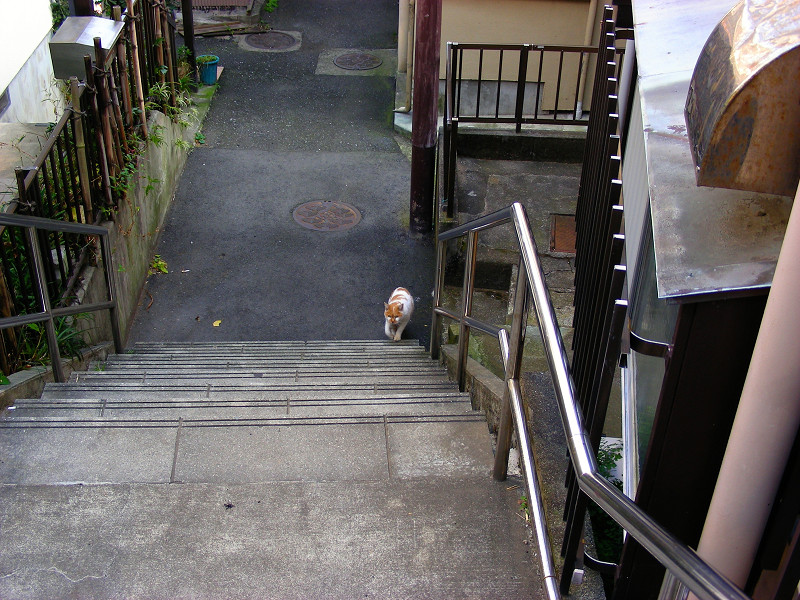 階段下の白茶猫3
