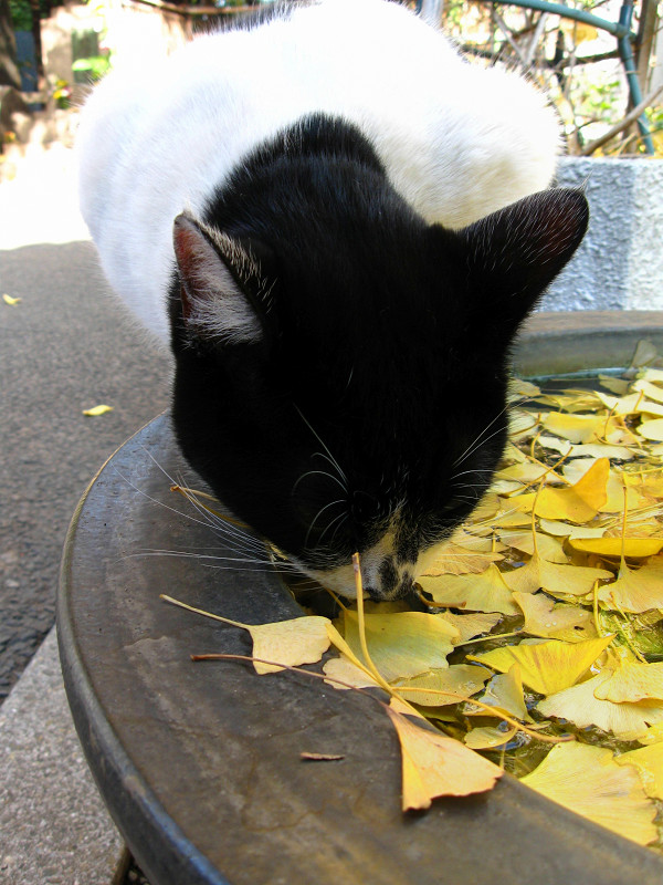 水鉢から水を飲む白黒猫3