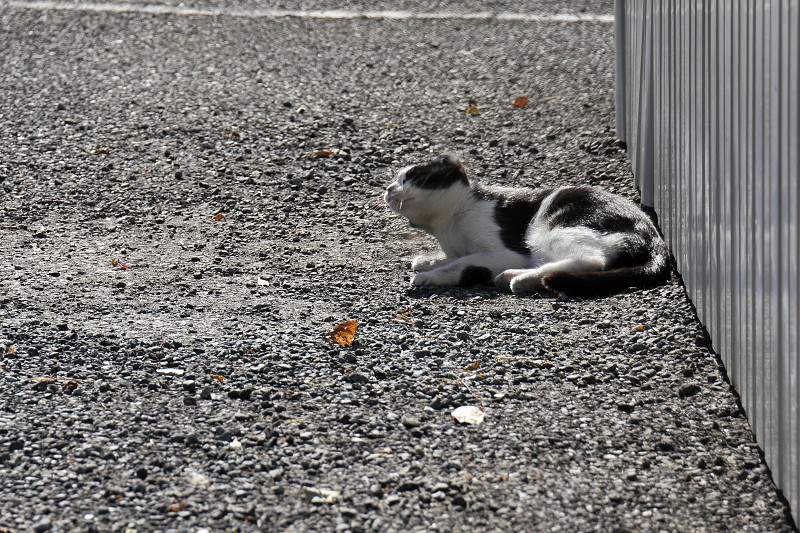 駐車場で首を振る黒白猫2