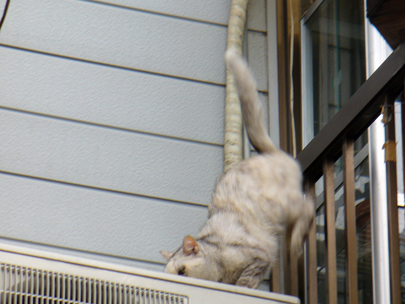窓から出て来た白い猫1
