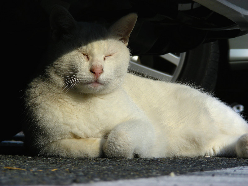 車の下の白猫2