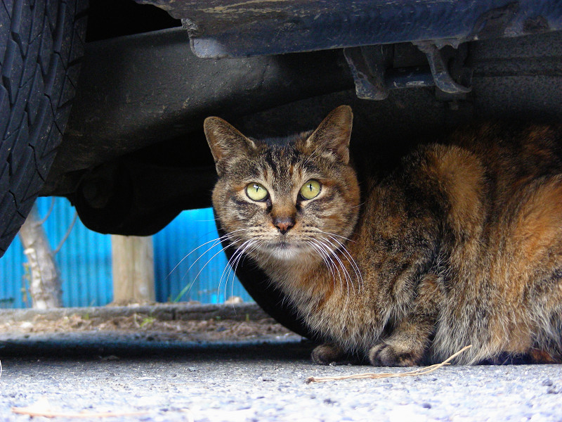 車の下のサビ柄猫2