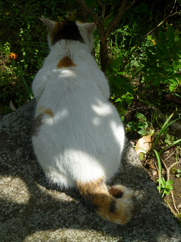岩に乗ってる白三毛猫の後ろ姿2