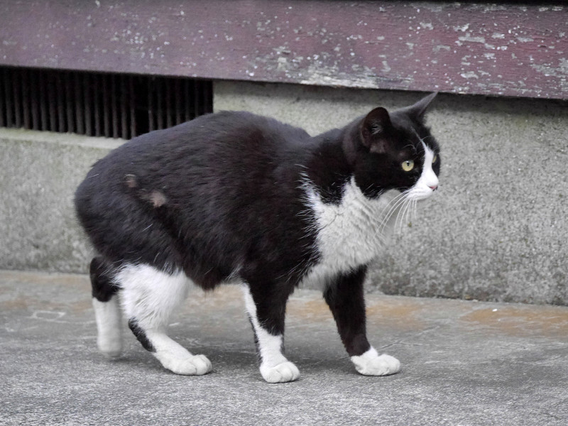 ゆっくりと動く黒白猫2