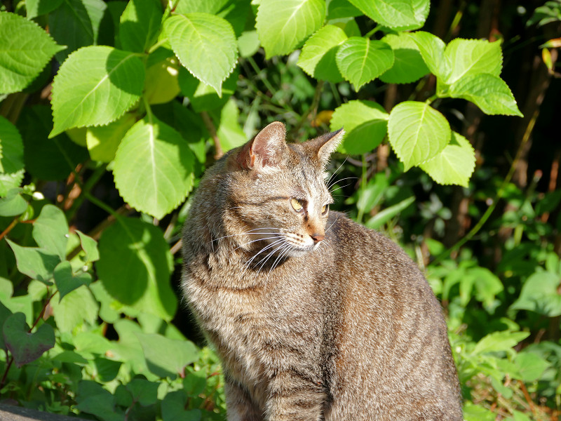 葉っぱの前のキジトラ猫1