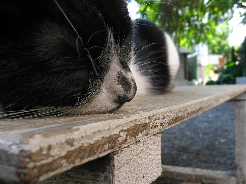 木のベンチで寝ている白黒猫3