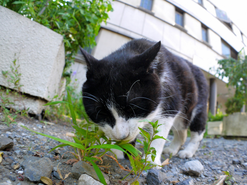 葉っぱを食べる黒白猫1