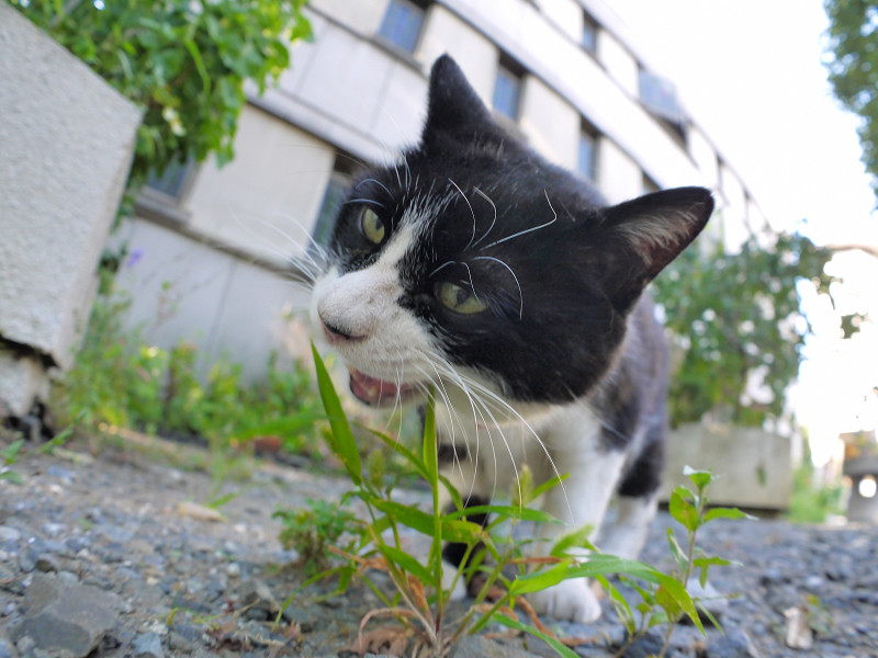 葉っぱを食べる黒白猫2