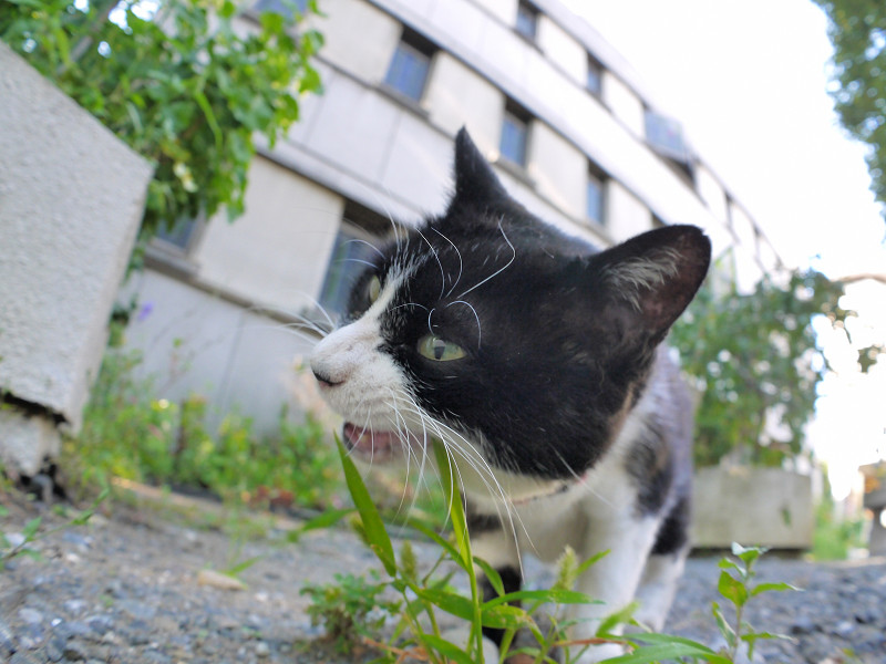 葉っぱを食べる黒白猫3