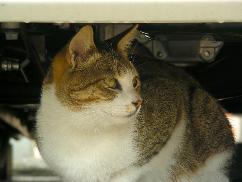 車の下のキジ白猫2