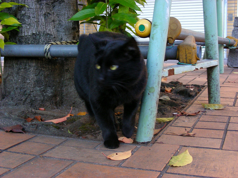 公園の黒猫2