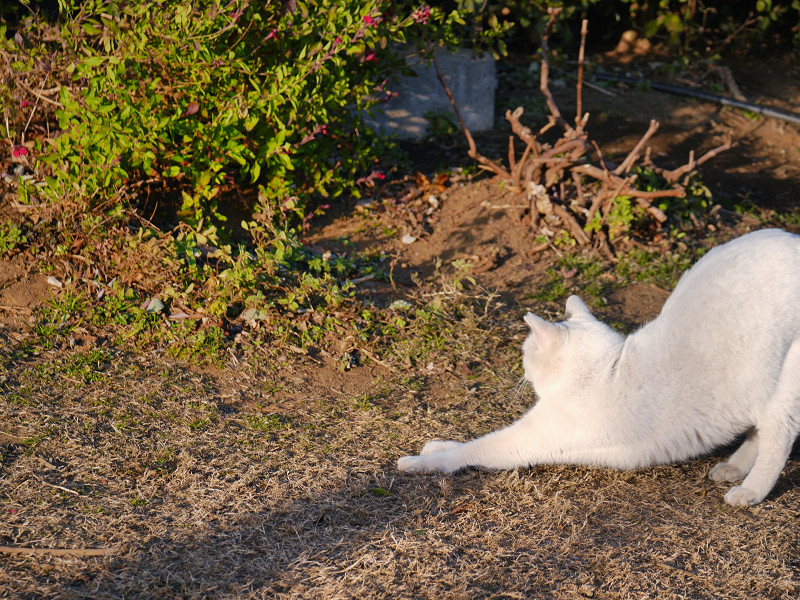草地で前伸びをする白猫1
