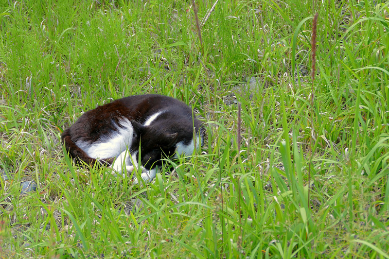 草むらの黒白猫2