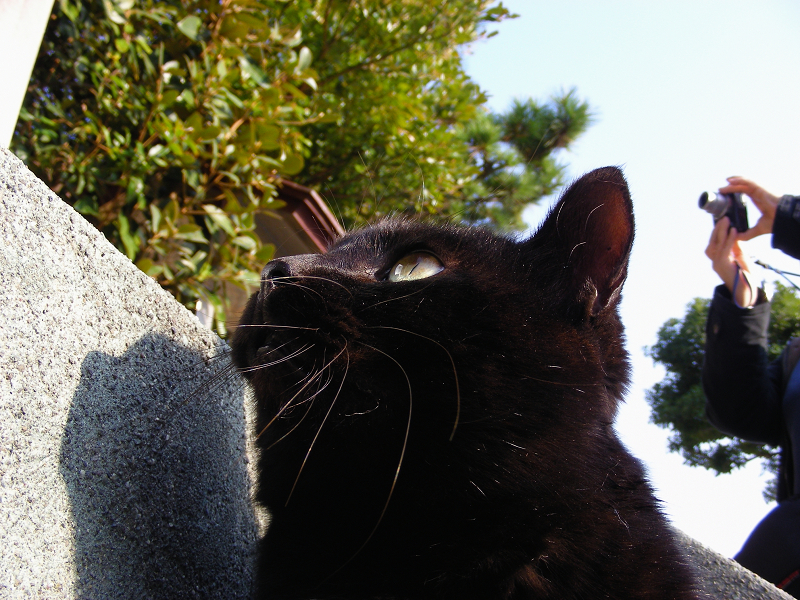 見上げる黒猫2