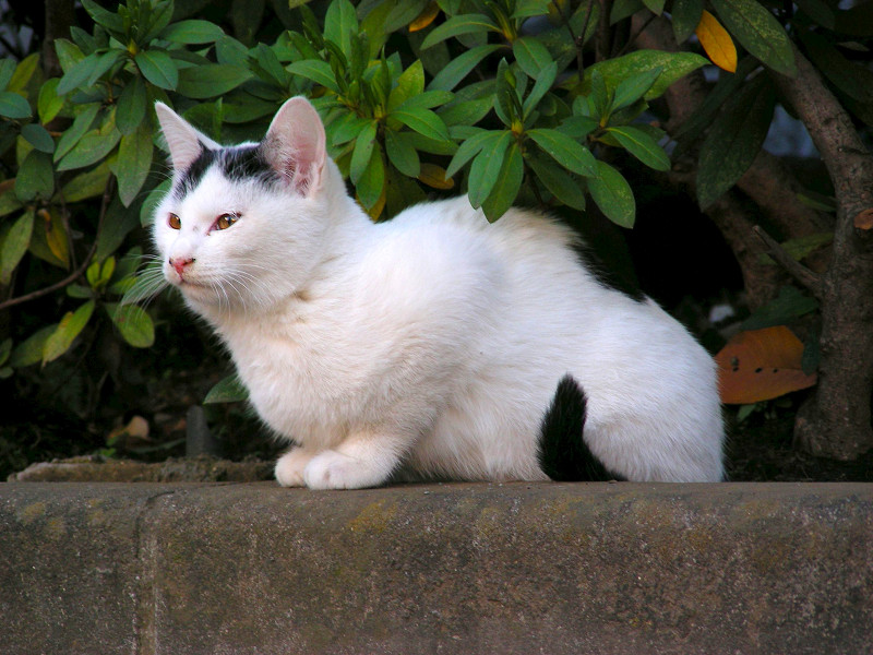 公園の土の上の白黒猫3