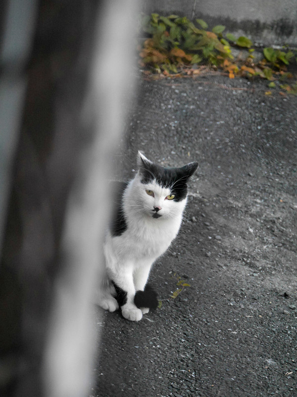 見つめ合った黒白猫1
