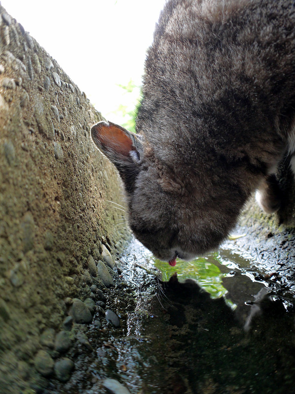 側溝の水を飲むキジトラ猫1